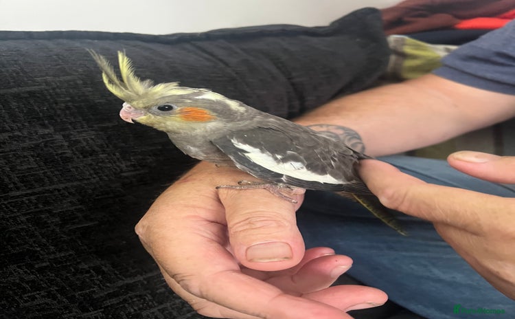 Cockatiels birds - Advert 1