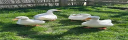 Ducks poultry for sale: 4 Pekin Ducks for Rehoming (3 Female, 1 Male) in Colchester - Advert 4