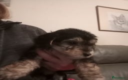 Mixed Breed dogs for sale: Male Pups  - Image 7