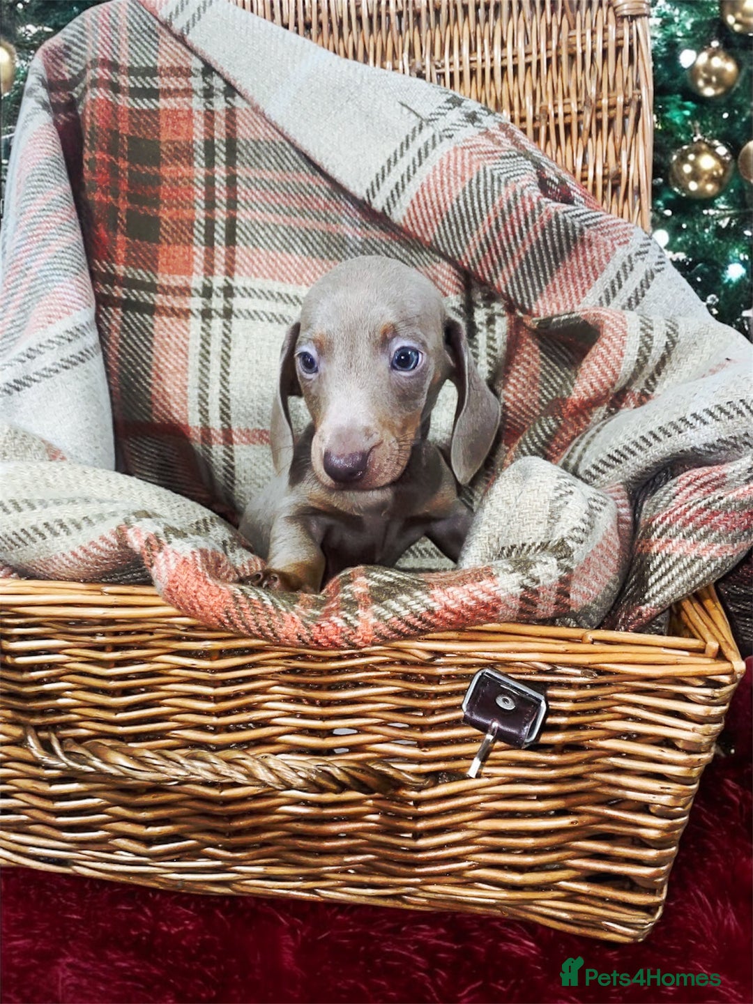 Miniature Dachshund dogs for sale: 3 beautiful miniature dachshund boys - Advert 8