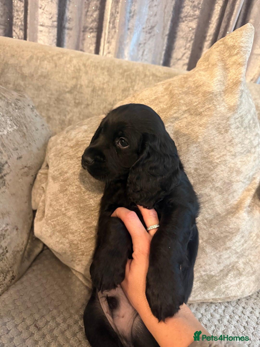 Cocker Spaniel dogs for sale: Cocker spaniel (working) - Advert 14