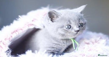 British Shorthair cats - Advert 1
