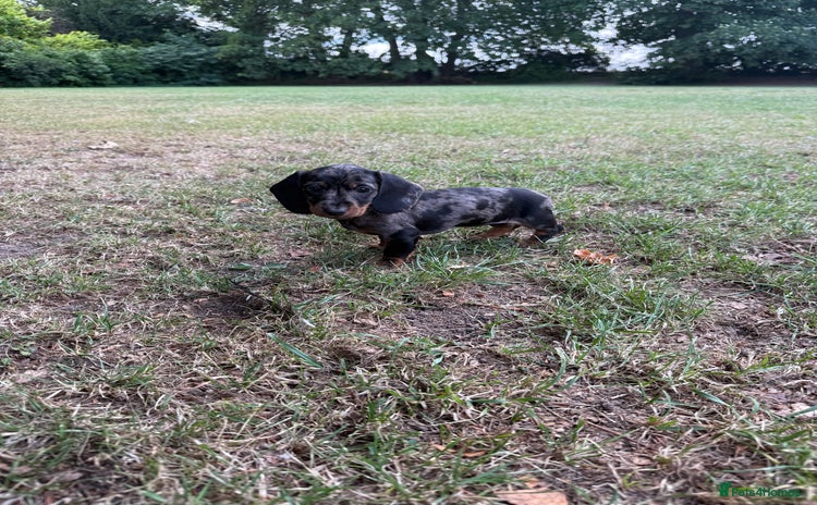 Miniature Dachshund dogs - Advert 2