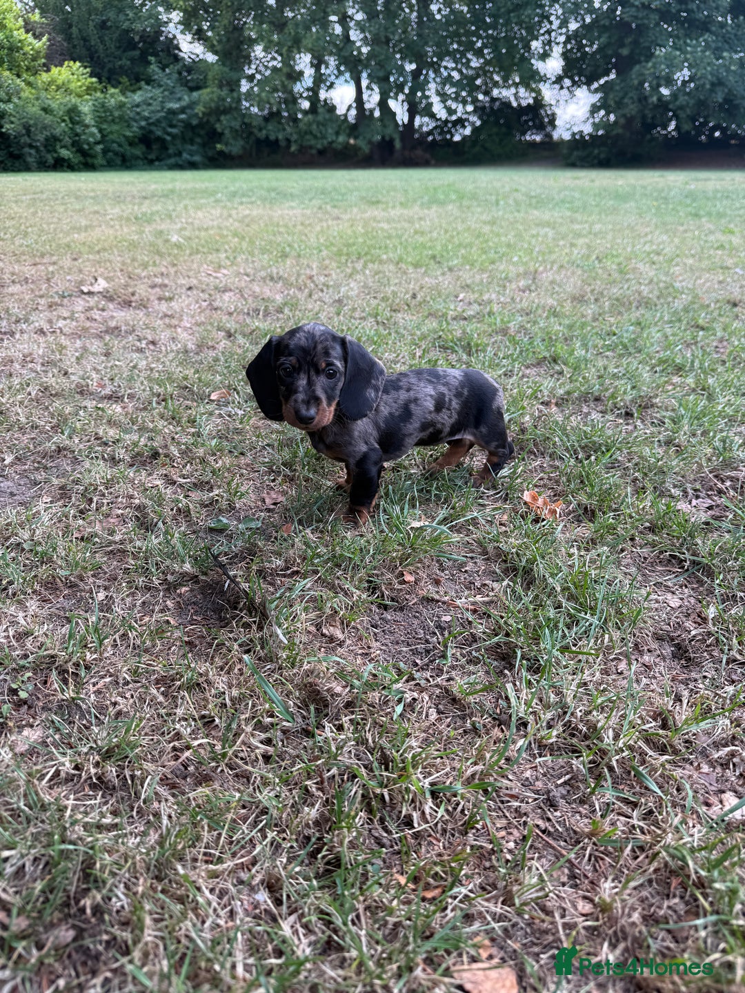 Miniature Dachshund dogs for sale: 5 star licensed Miniature Wire GIRL  - Image 1