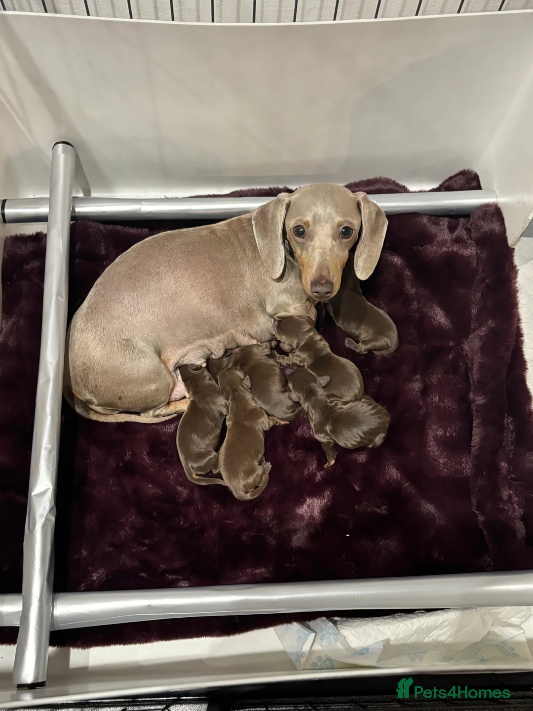 Miniature Dachshund dogs for sale: Outstanding tiny smooth coat dachshund  - Advert 8