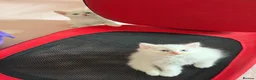 Mixed Breed cats for sale: Gorgeous kittens  - Advert 18