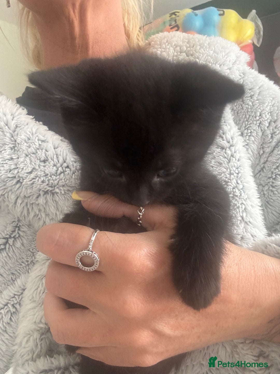 Mixed Breed cats for sale: 4 black fluff balls  - Image 21