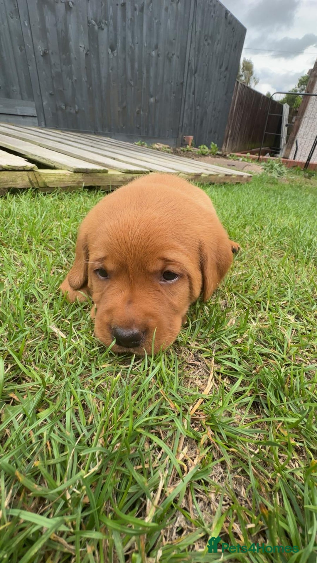 Labrador Retriever dogs for sale: Exquisite Fox Red Labrador Puppies – KC Reg in Chesterfield - Image 29