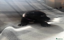 Mixed Breed dogs for sale: 10 RARE hybrid huskypoo’s!!! - Image 8