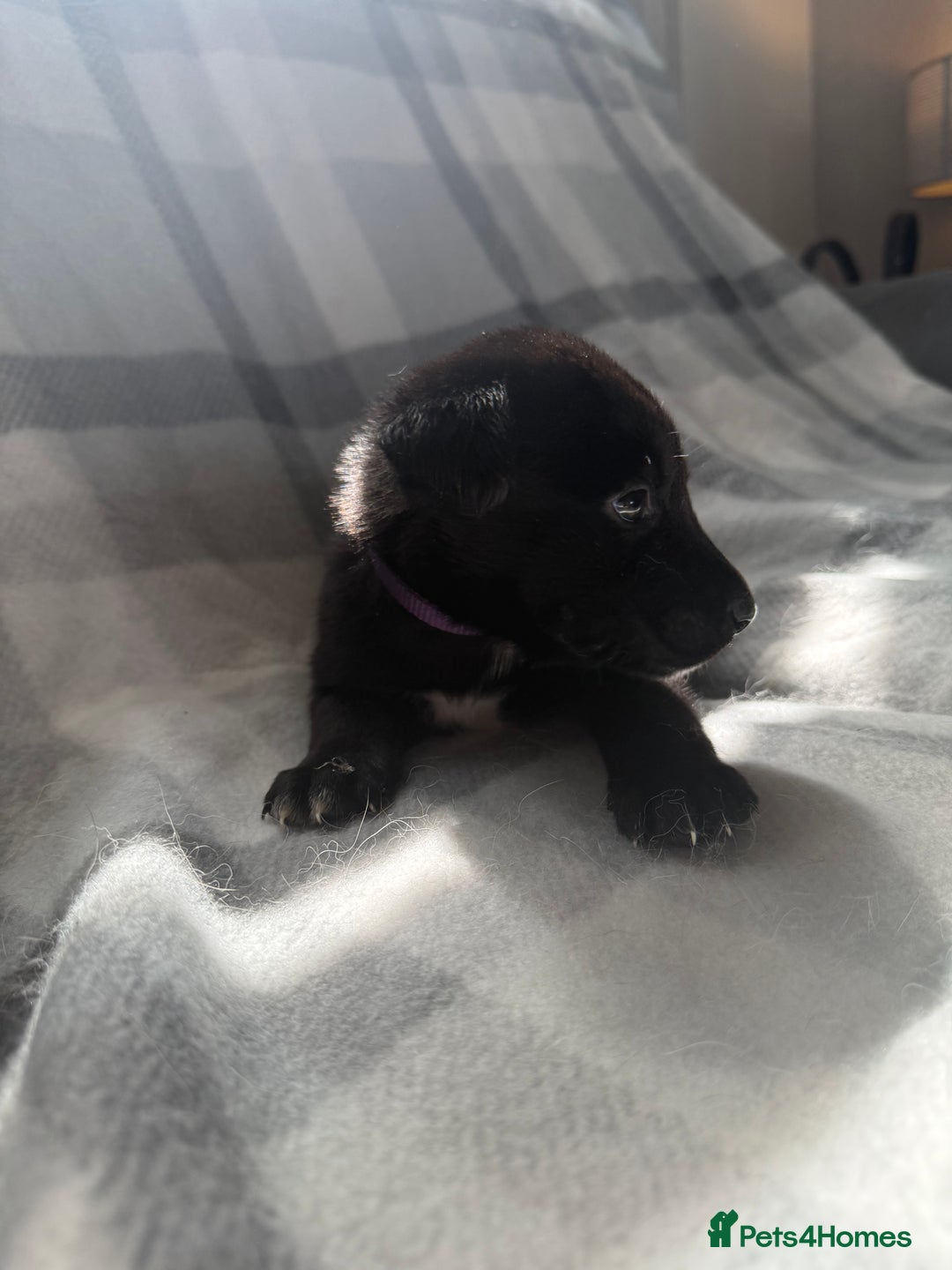 Mixed Breed dogs for sale: 10 RARE hybrid huskypoo’s!!! - Image 8