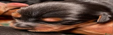Cocker Spaniel 2