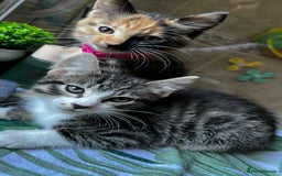 Bengal cats for sale: 2Beautiful kittens Left - Image 13