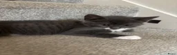 Mixed Breed cats for sale: 2 female kittens  - Advert 5