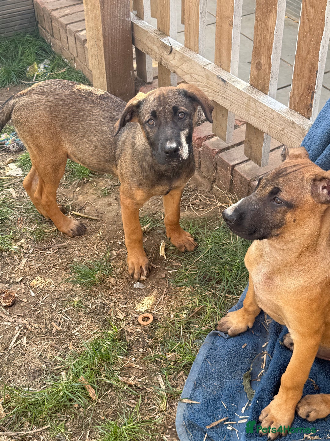 Belgian Shepherd Dog dogs for sale: Stunning Dutch Herder x Alano Español Pups  - Image 24