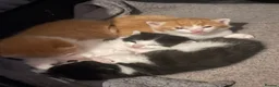 Mixed Breed cats for sale: 4 playful kittens ready to find their forever home - Advert 35