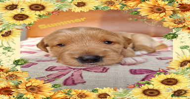 Australian Labradoodle dogs - Advert 6