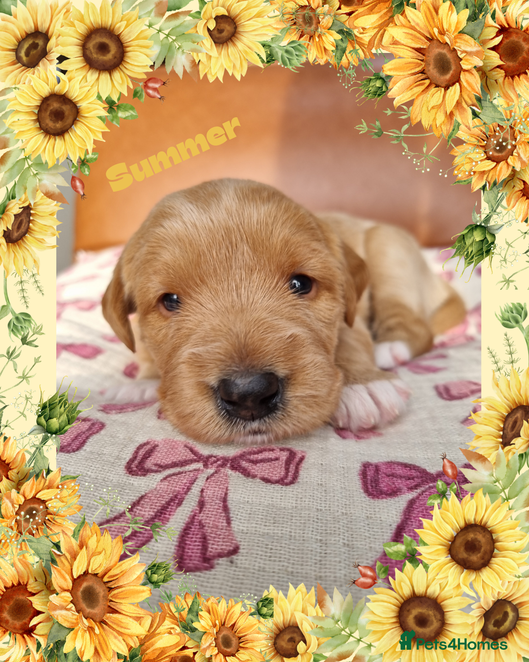 Australian Labradoodle dogs for sale: Stunning red F1b Australian Labradoodle puppies  - Image 2