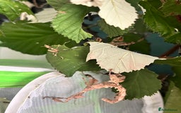 Stick Insects invertebrates for sale: Macleay Spectre Prickly Leaf Insects - Image 2