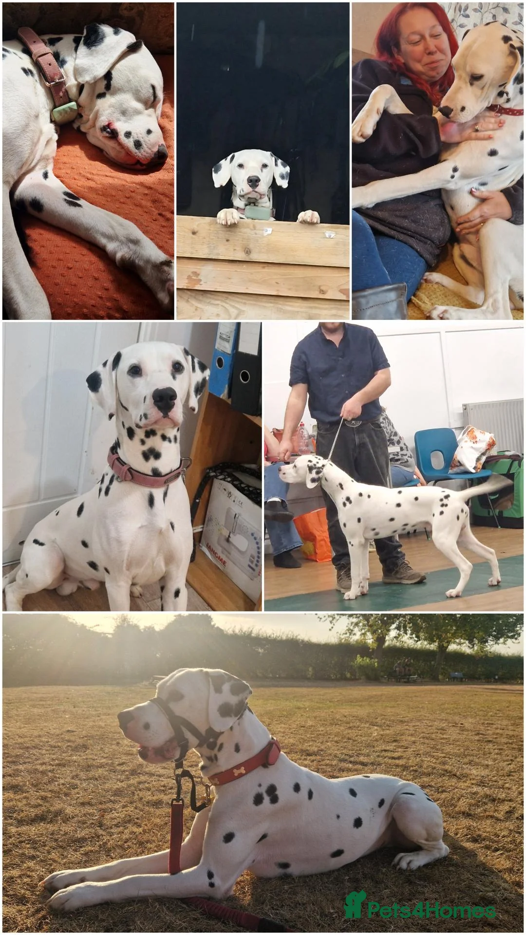 Dalmatian dogs for stud: DALMATIAN STUD in Bristol - Advert 1