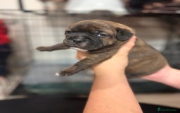 Staffordshire Bull Terrier dogs for sale: KC Staffordshire Bull Terrier - Image 40