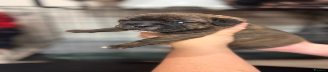 Staffordshire Bull Terrier Puppy 2