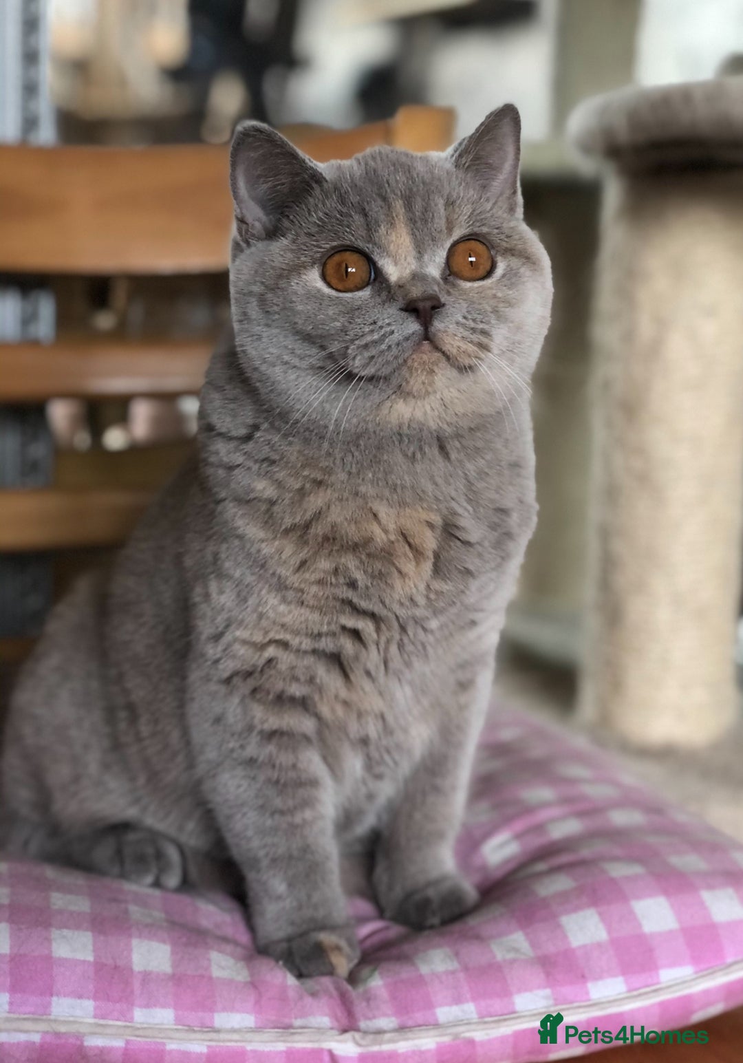 British Shorthair cats for sale: Beautiful BSH lilac Tortie girl for sale - Advert 11