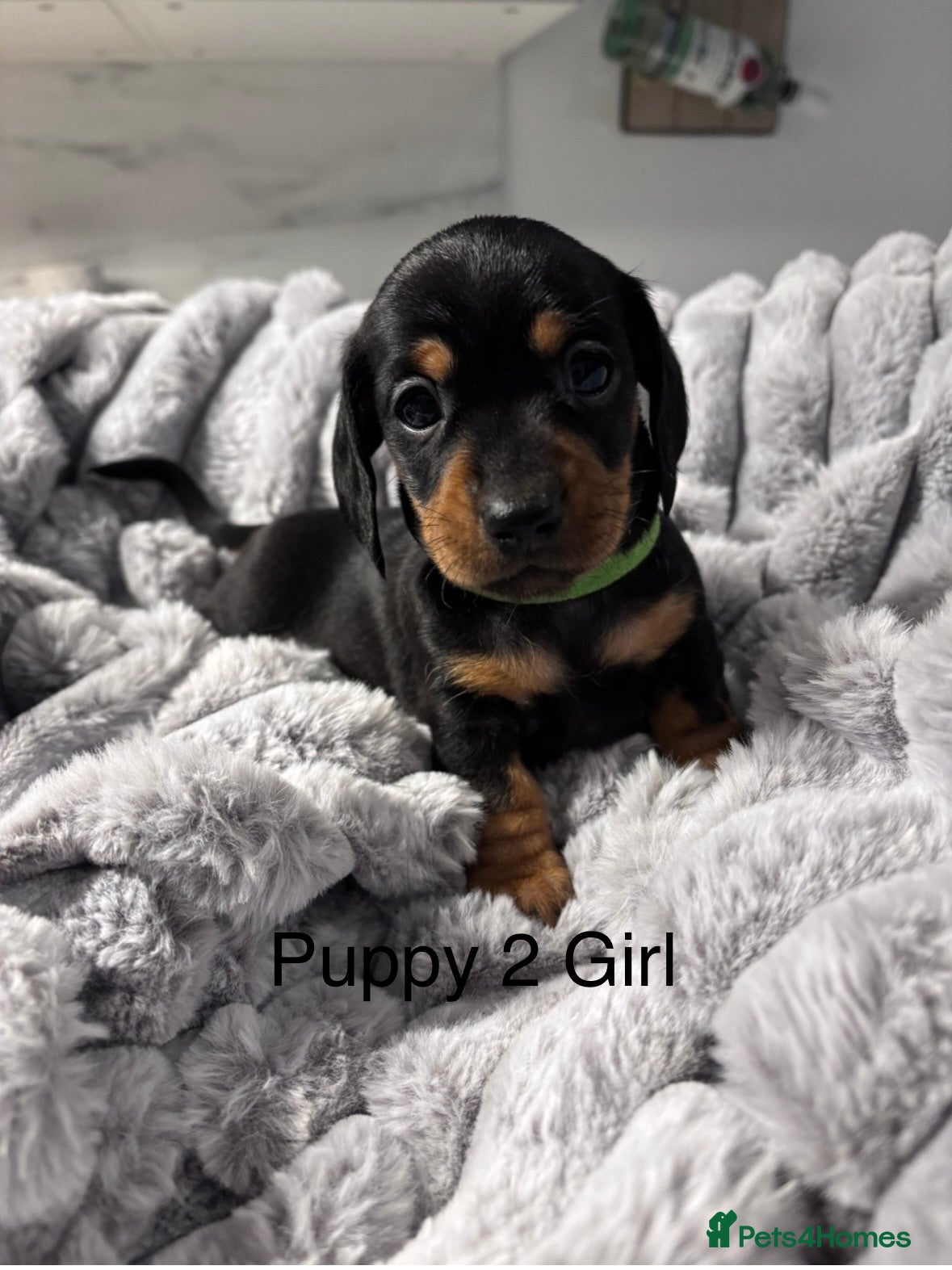 Miniature Dachshund dogs 4 Beautiful short haired mini Dachshunds  - Advert 2