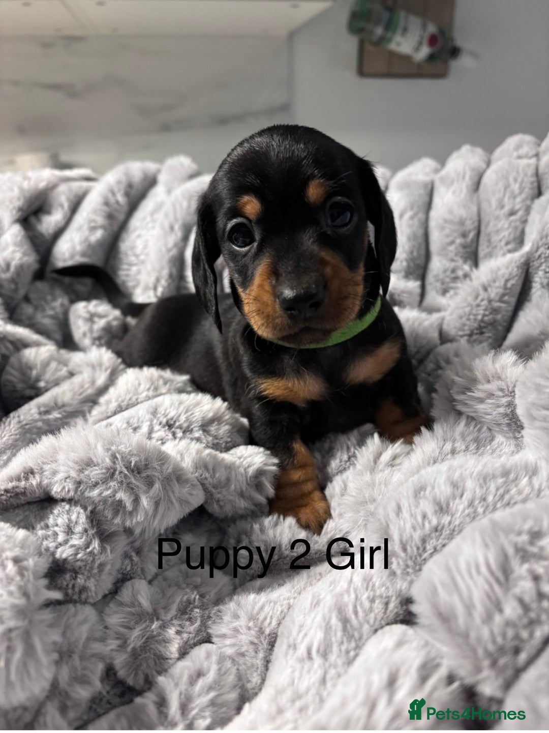 Miniature Dachshund dogs for sale: 4 Beautiful short haired mini Dachshunds  - Advert 2