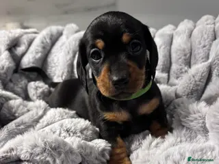 Miniature Dachshund dogs 4 Beautiful short haired mini Dachshunds - Advert 10