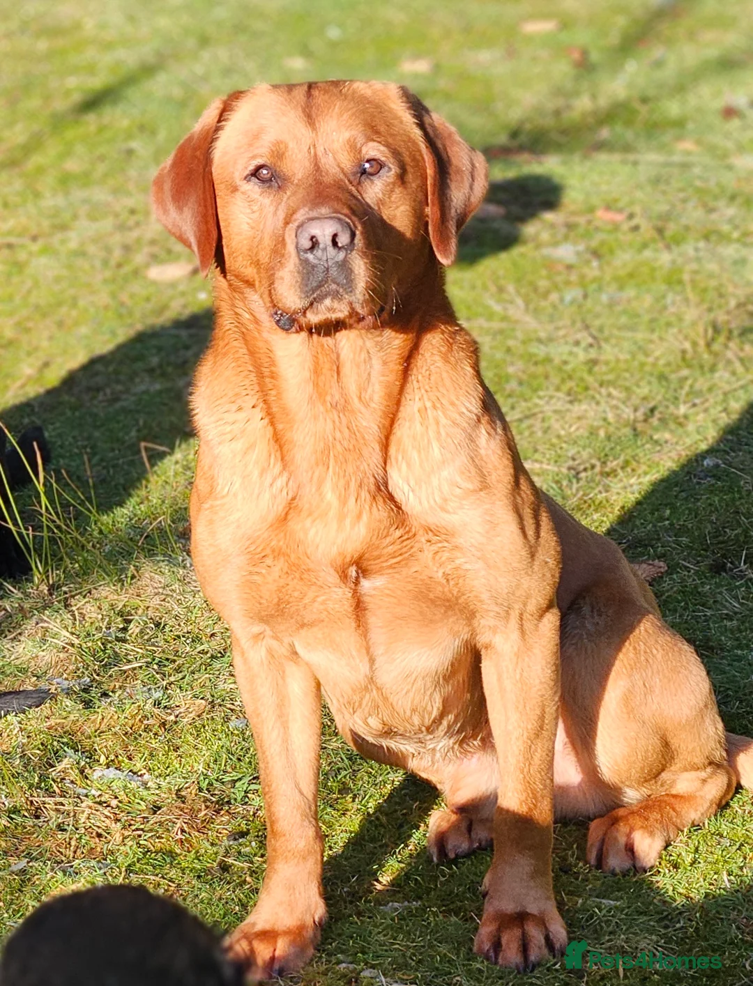 Labrador Retriever dogs for stud: AT STUD Fox Red Labrador | 0/0 Hips in Kirriemuir - Advert 2