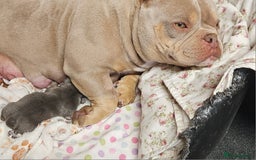 American Bully dogs for sale: Micro Exotic Bully - Image 3
