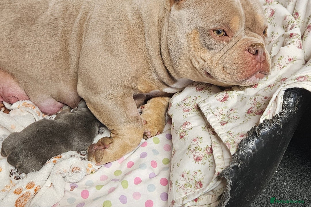 American Bully dogs for sale: Micro Exotic Bully - Image 3