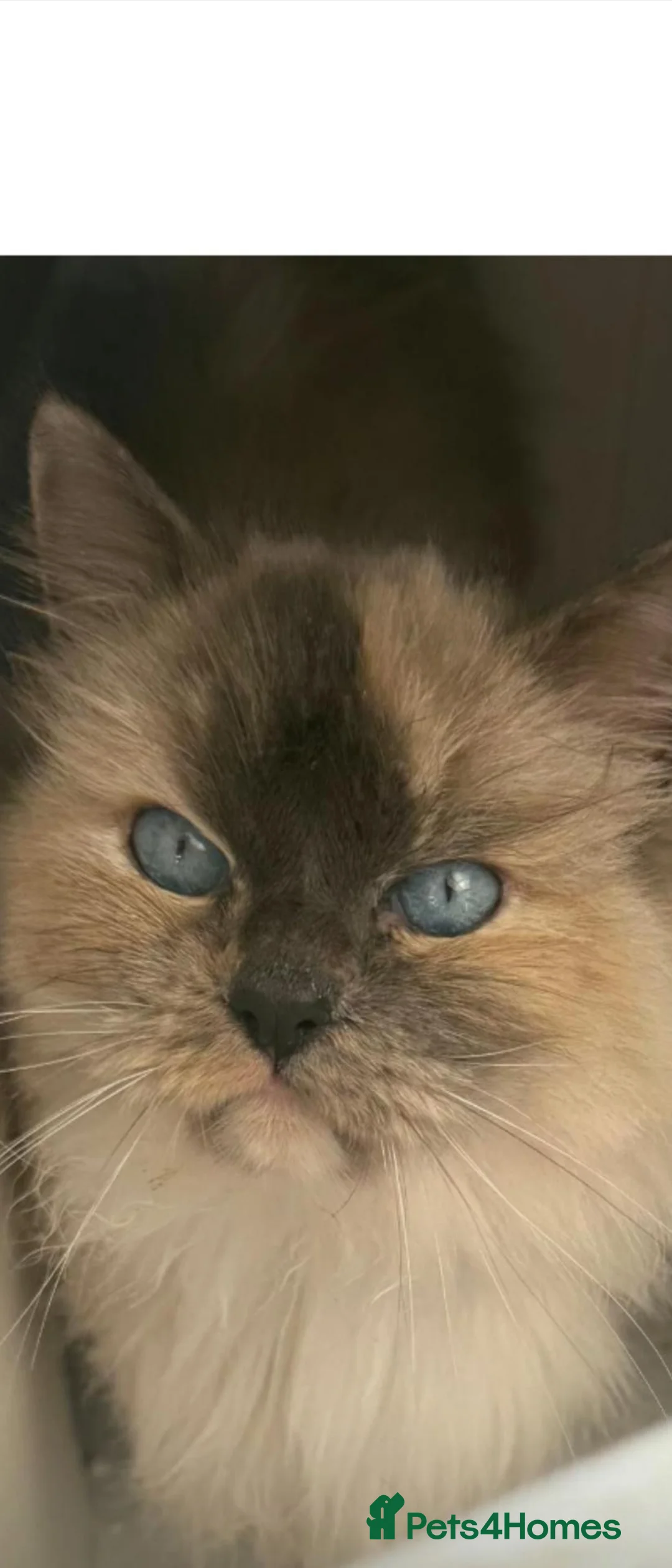 Ragdoll cats for sale: Ragdoll queens - Advert 2