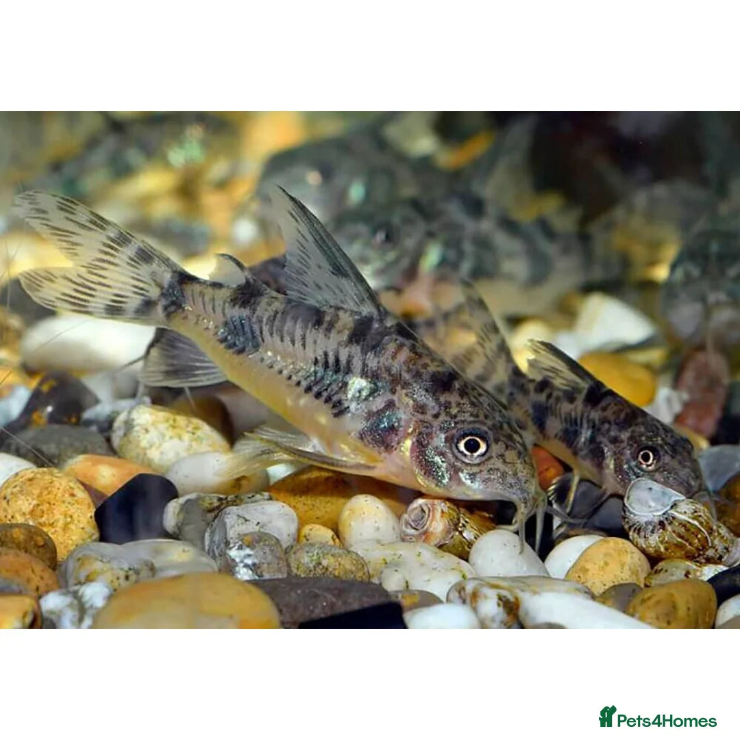 Corys fish for sale: Various species of Corydoras. Adult breeding pairs - Advert 19