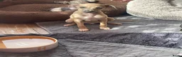 Italian Greyhound dogs for sale: Gorgeous KC Italian Greyhounds - Advert 6