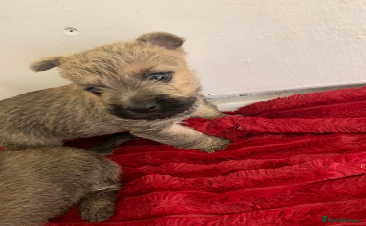 Cairn Terrier dogs - Advert 1