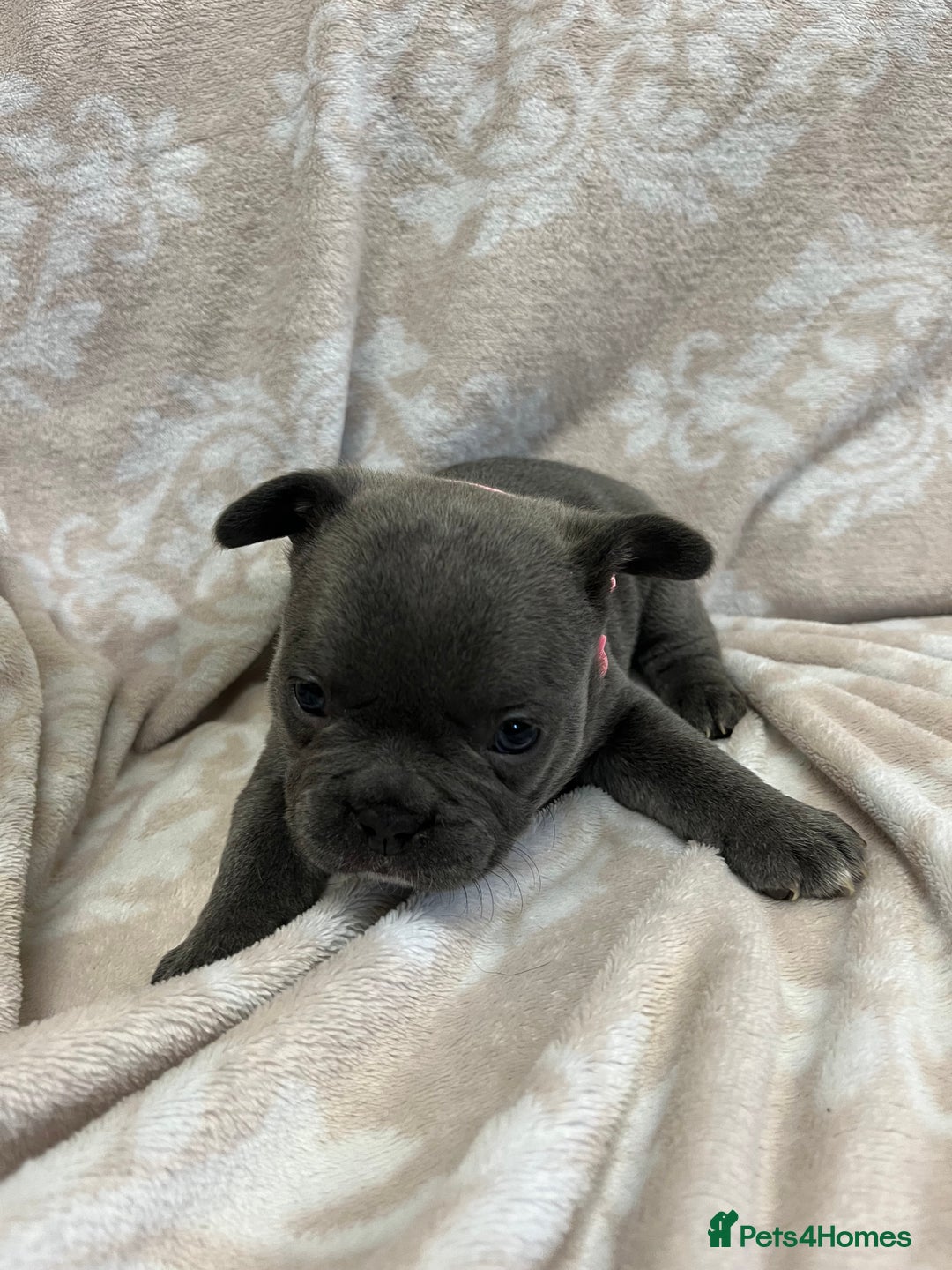 French Bulldog dogs for sale: Lovely Frenchies  - Advert 11