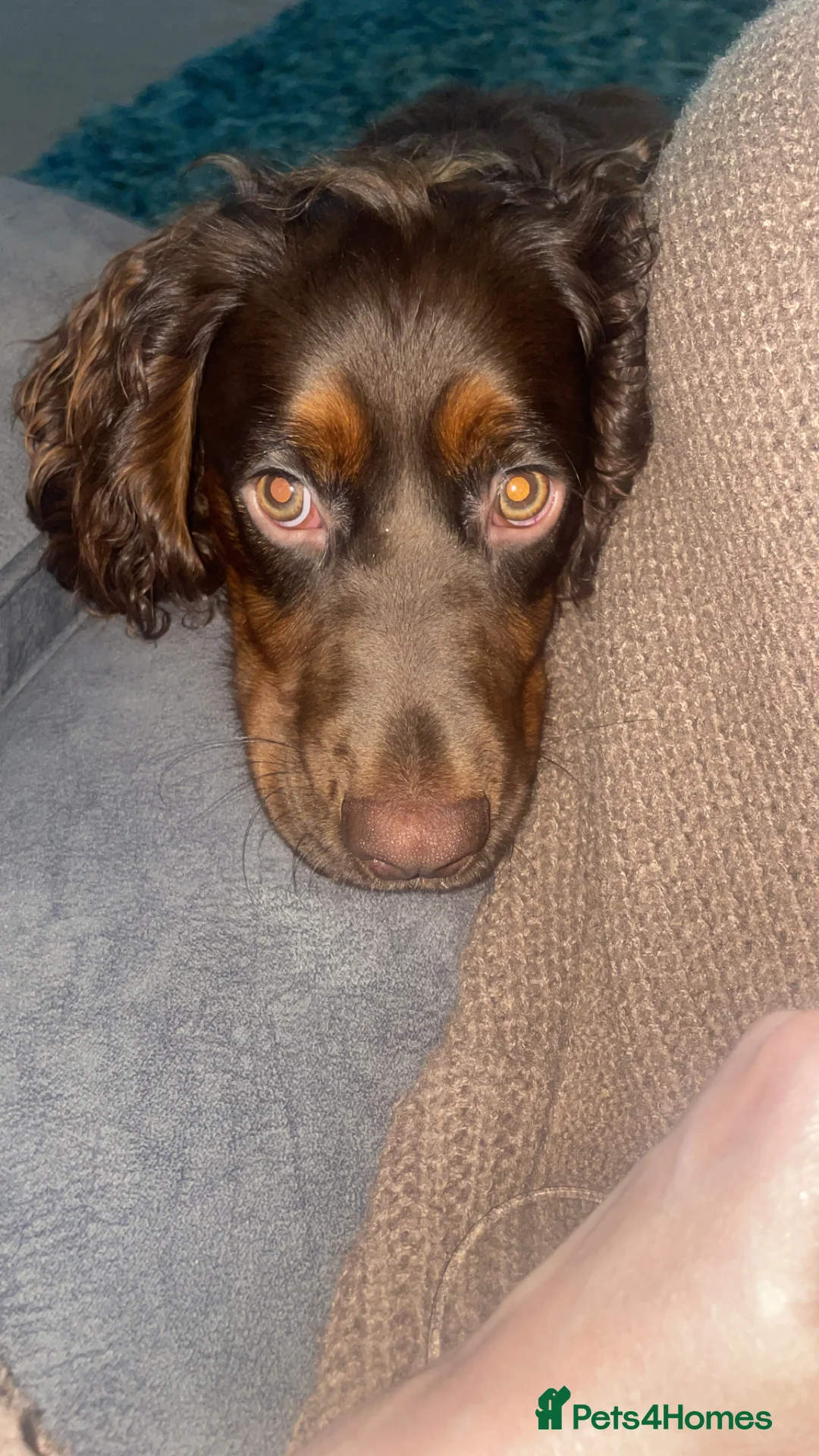 Cocker Spaniel dogs for sale: Tan and chocolate spaniel boy 15 months old  - Advert 3