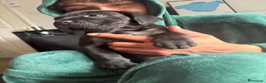 Black male
