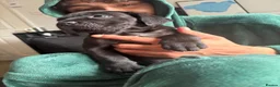 Cane Corso dogs for sale: COLLECT TDAYPure Breed CaneCorso Pups - Advert 27