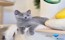 British Shorthair cats for sale: GCCF Lilac,Blue,Bicolor quality BSH kittens  - Image 7