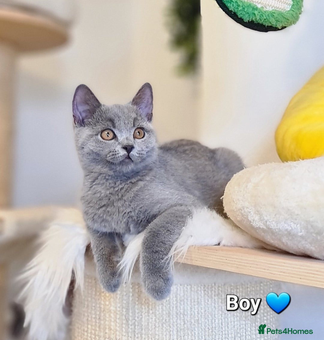 British Shorthair cats for sale: GCCF Lilac,Blue,Bicolor quality BSH kittens  - Image 7