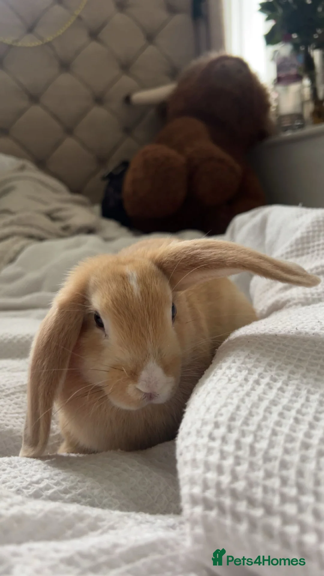 English Lop rabbits for sale: Koazy, cutest lop for sale  - Advert 4