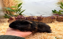 Guinea Pig rodents for sale: 🏡🐹 Multiple pretty Boys available 🐹🏡 - Image 6