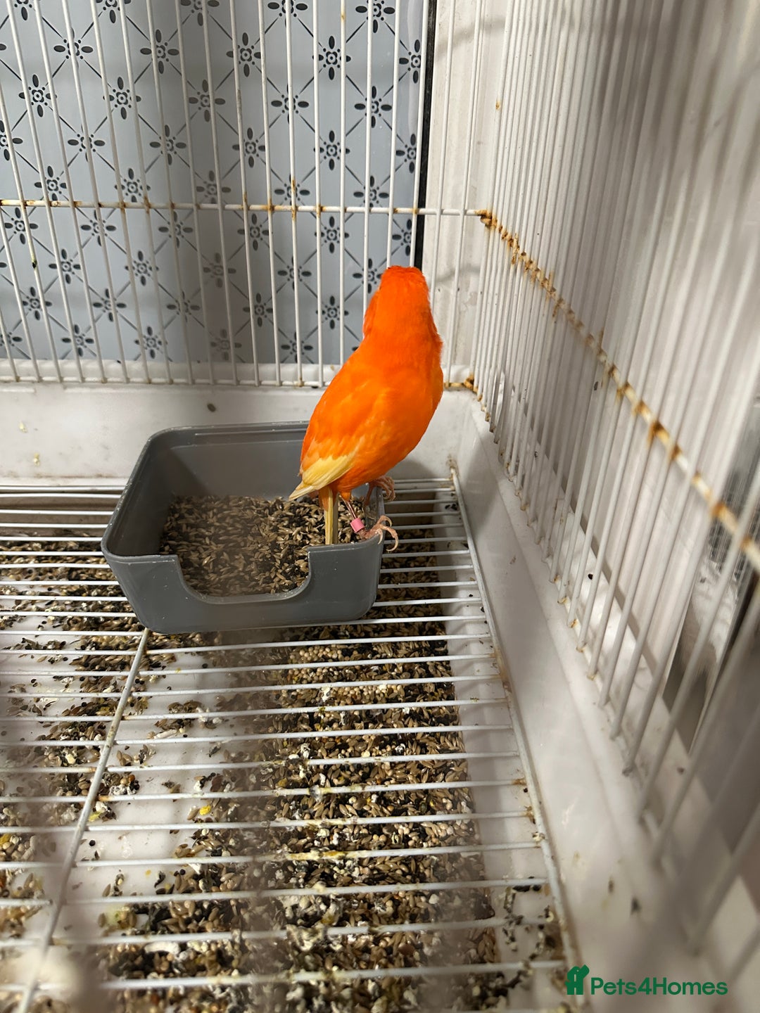 Mixed Breed birds for sale: BirdS - Advert 3