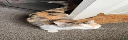 Mixed Breed cats for sale: Brother and sister - Advert 2