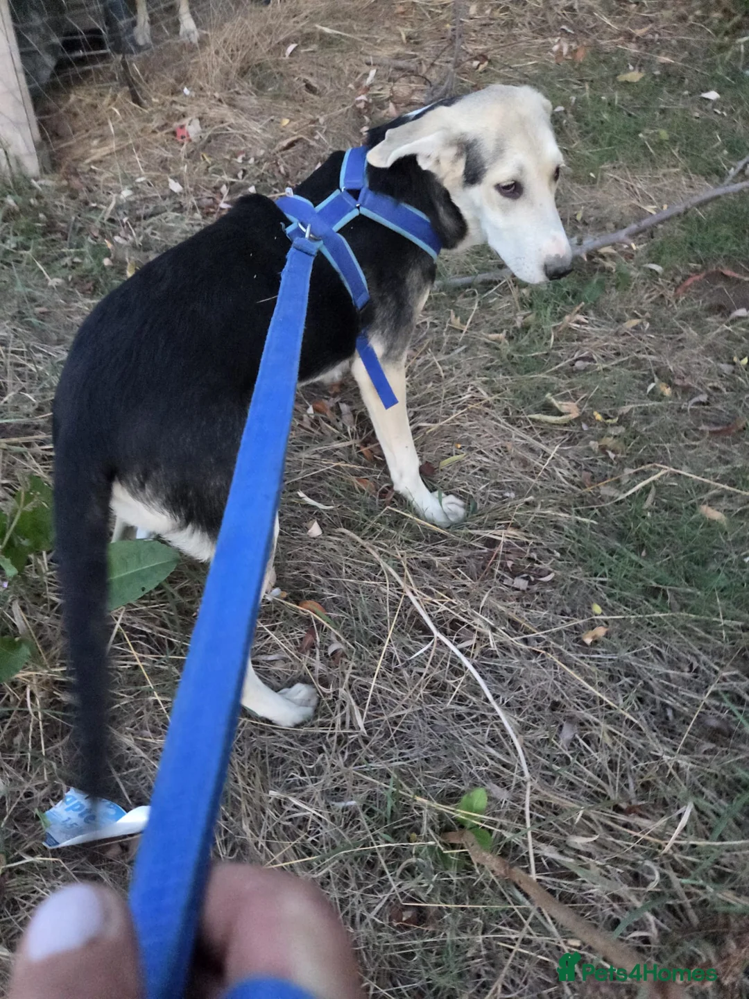 Mixed Breed dogs for adoption: RICKY - a superb young boy for a Loving Home - Advert 7