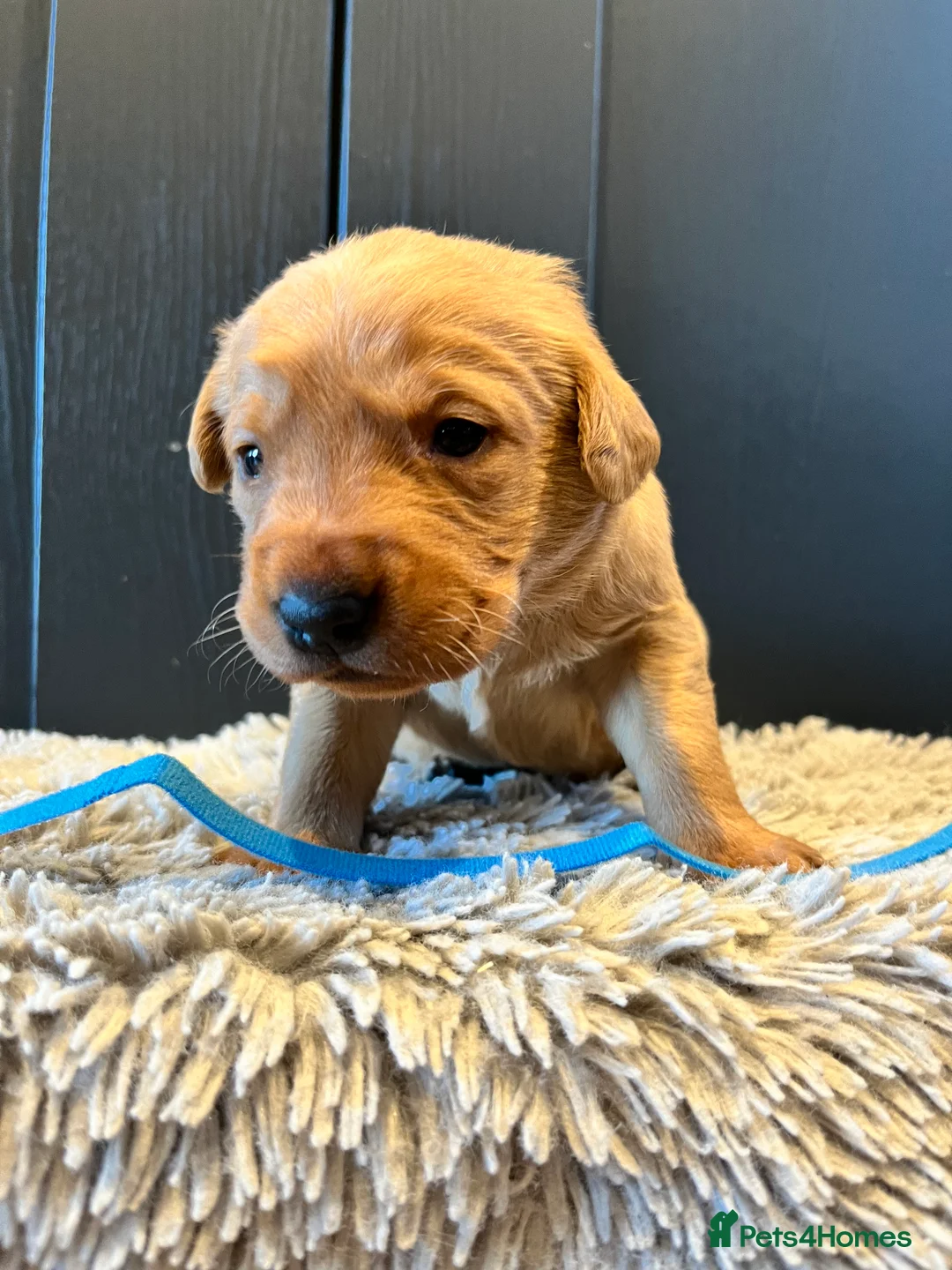 Labrador Retriever dogs for sale:  Fox red Labrador pups for sale, KC registered - Advert 27