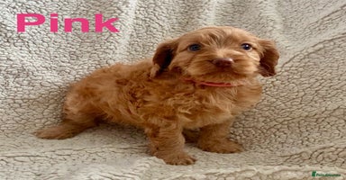 Cockapoo dogs - Advert 4