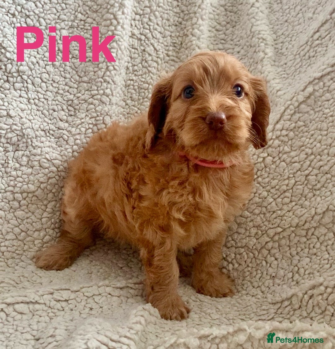 Cockapoo dogs for sale: 😍 STUNNING F1 cockapoos 😍 2 BOYS LEFT - Image 8